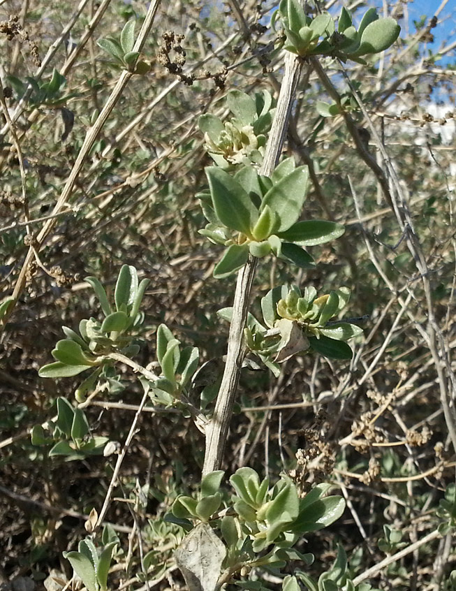 Image of Atriplex halimus specimen.