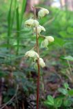 Pyrola chlorantha