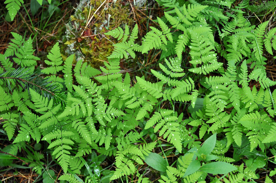 Image of Gymnocarpium dryopteris specimen.