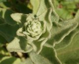 Verbascum phlomoides