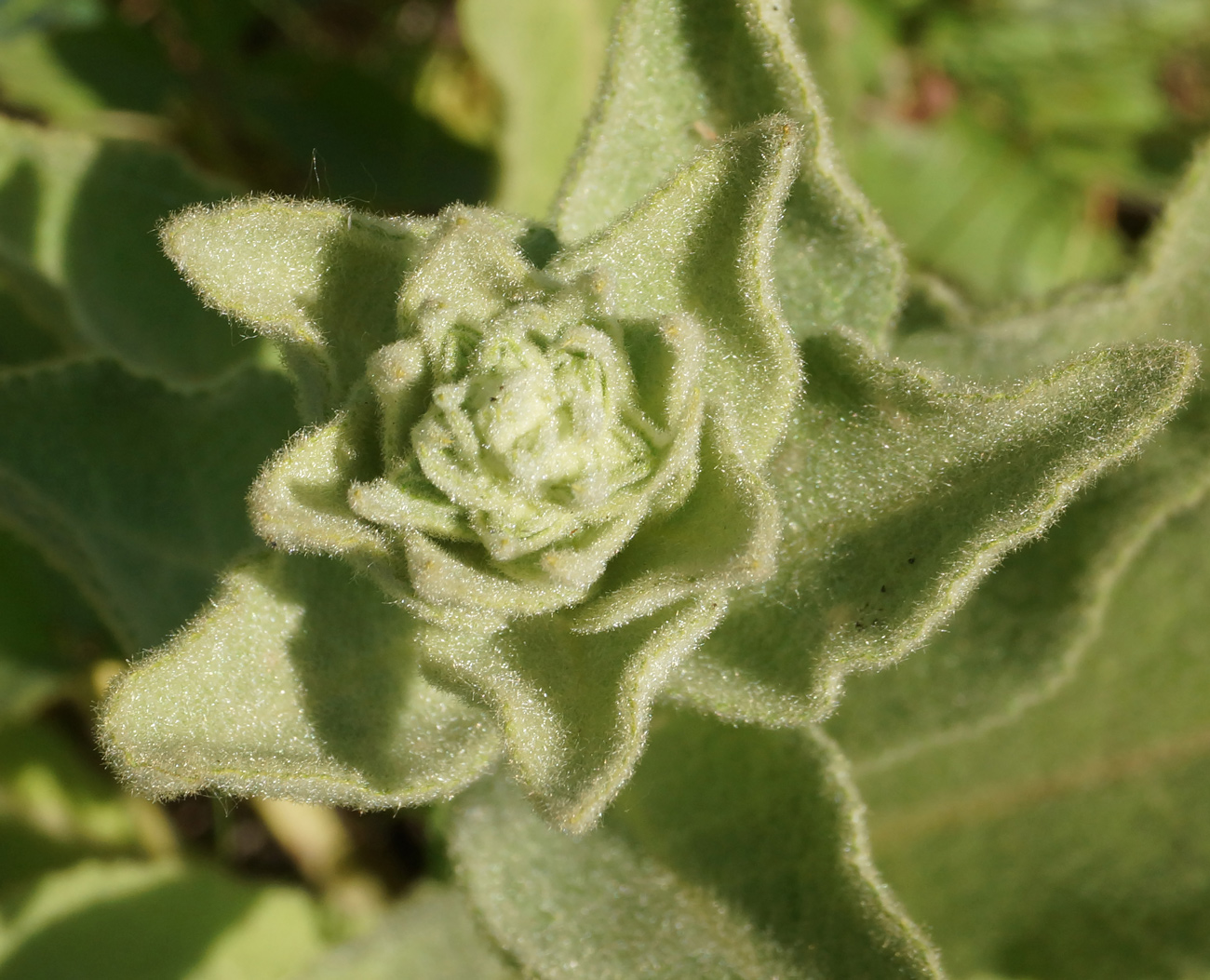 Изображение особи Verbascum phlomoides.