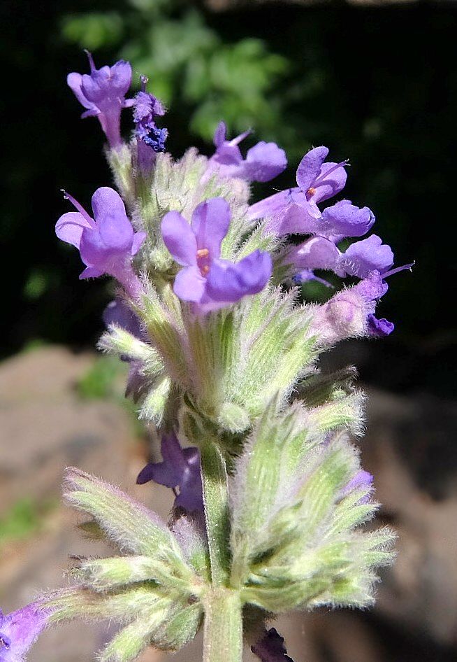 Изображение особи Nepeta mussinii.