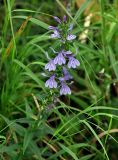 Lobelia sessilifolia. Верхушка цветущего растения. Приморье, Сихотэ-Алинский заповедник, бухта Голубичная, влажный луг на берегу реки. 24.08.2015.