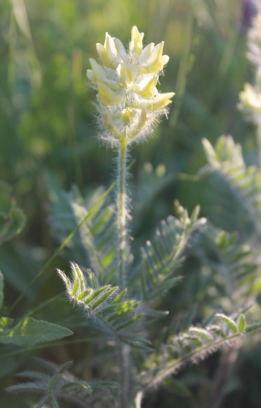 Изображение особи Oxytropis pilosa.