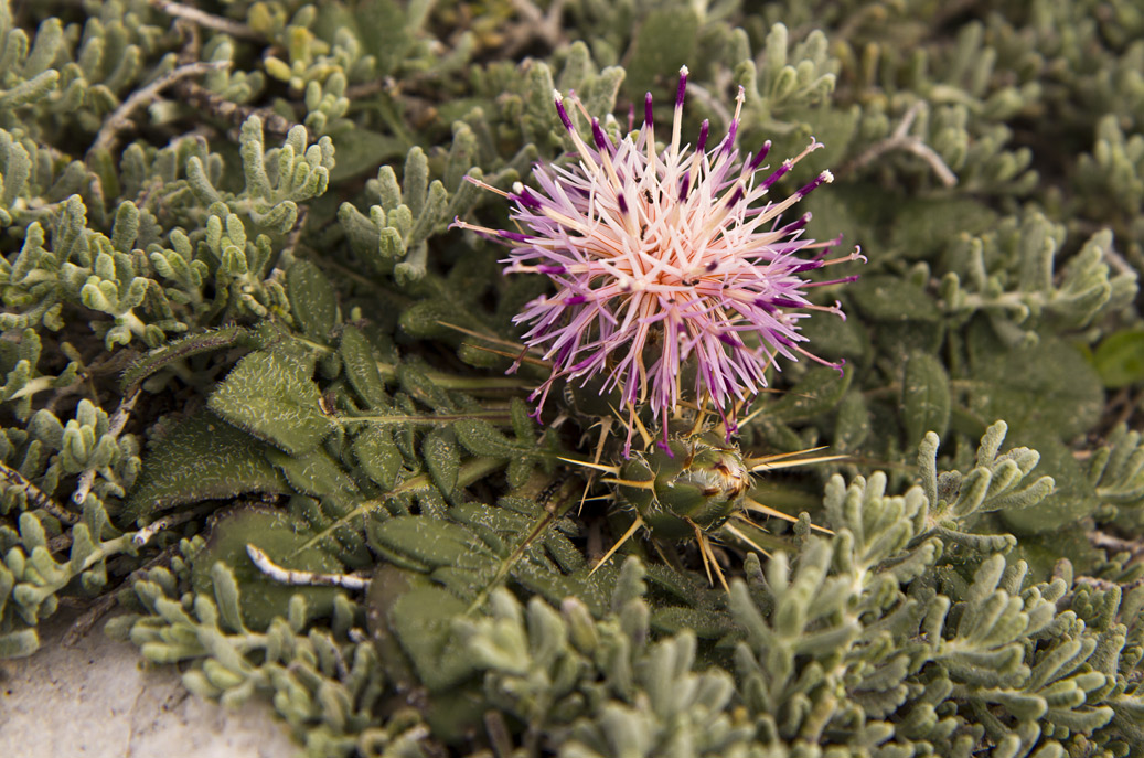 Image of Centaurea raphanina ssp. mixta specimen.