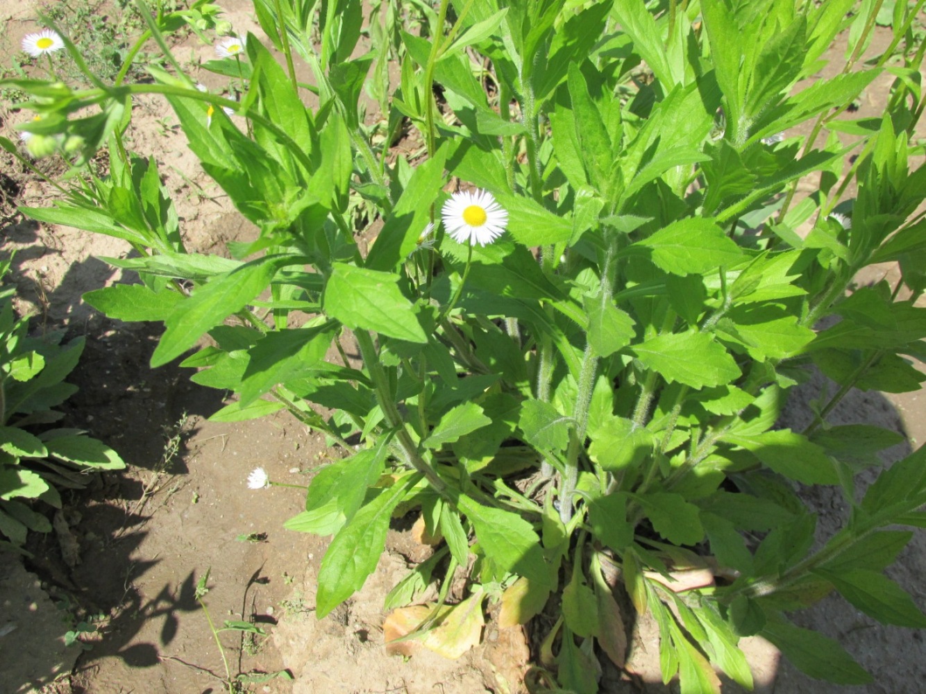 Image of Erigeron annuus specimen.