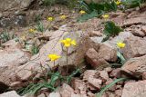 Tulipa dubia