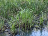 Carex acuta