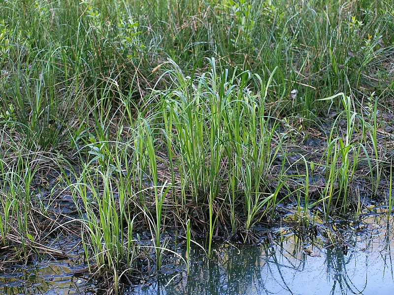 Изображение особи Carex acuta.