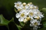 Crataegus pentagyna