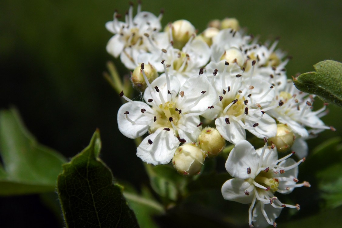 Image of Crataegus pentagyna specimen.