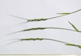 Aegilops cylindrica