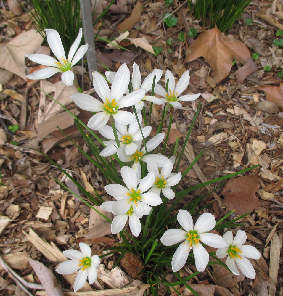 Изображение особи Zephyranthes candida.