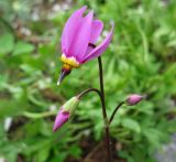 Dodecatheon meadia