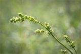 Galium album. Верхушка побега с соцветиями. Ленинградская обл., Ломоносовский р-н, окр. дер. Низино, обочина грунтовой дороги, идущей вдоль Старопетергофского канала. 04.06.2016.