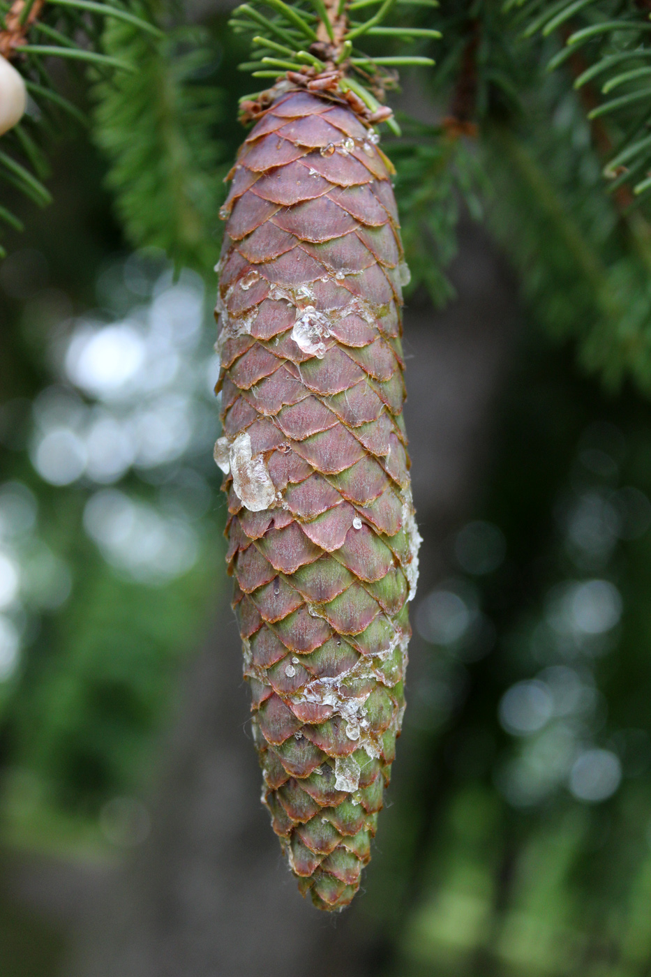 Image of Picea abies specimen.