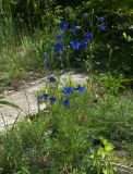 Delphinium tatsienense