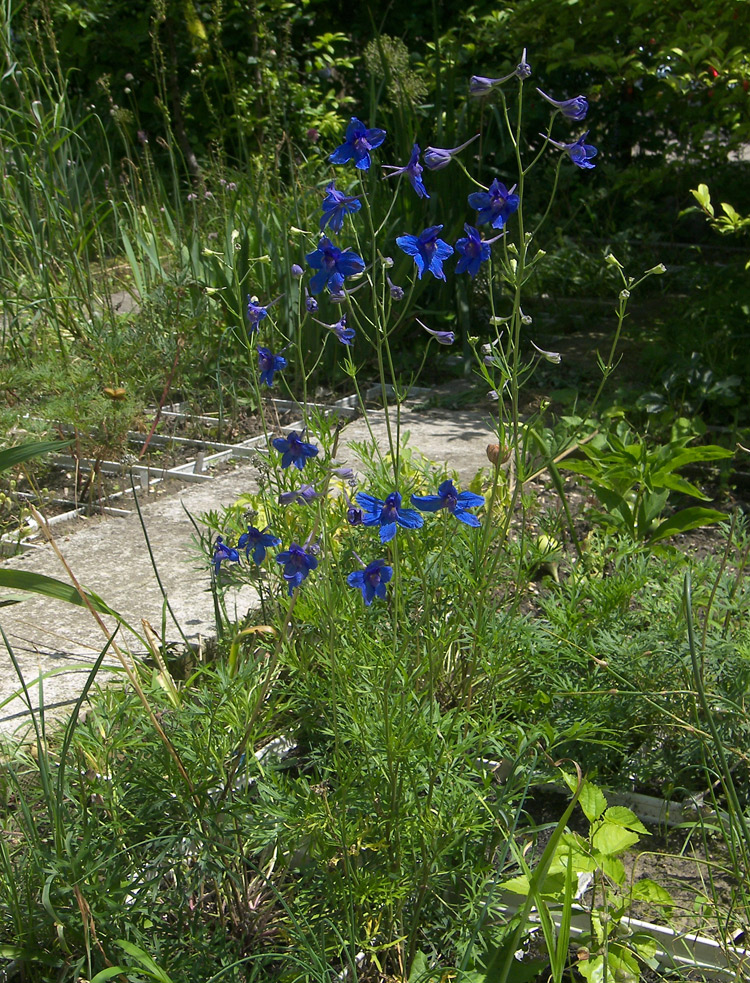 Изображение особи Delphinium tatsienense.