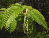 Carpinus betulus