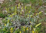 Sideritis catillaris. Расцветающие растения. Крым, гора Чатырдаг (нижнее плато), каменистый склон. 05.06.2016.