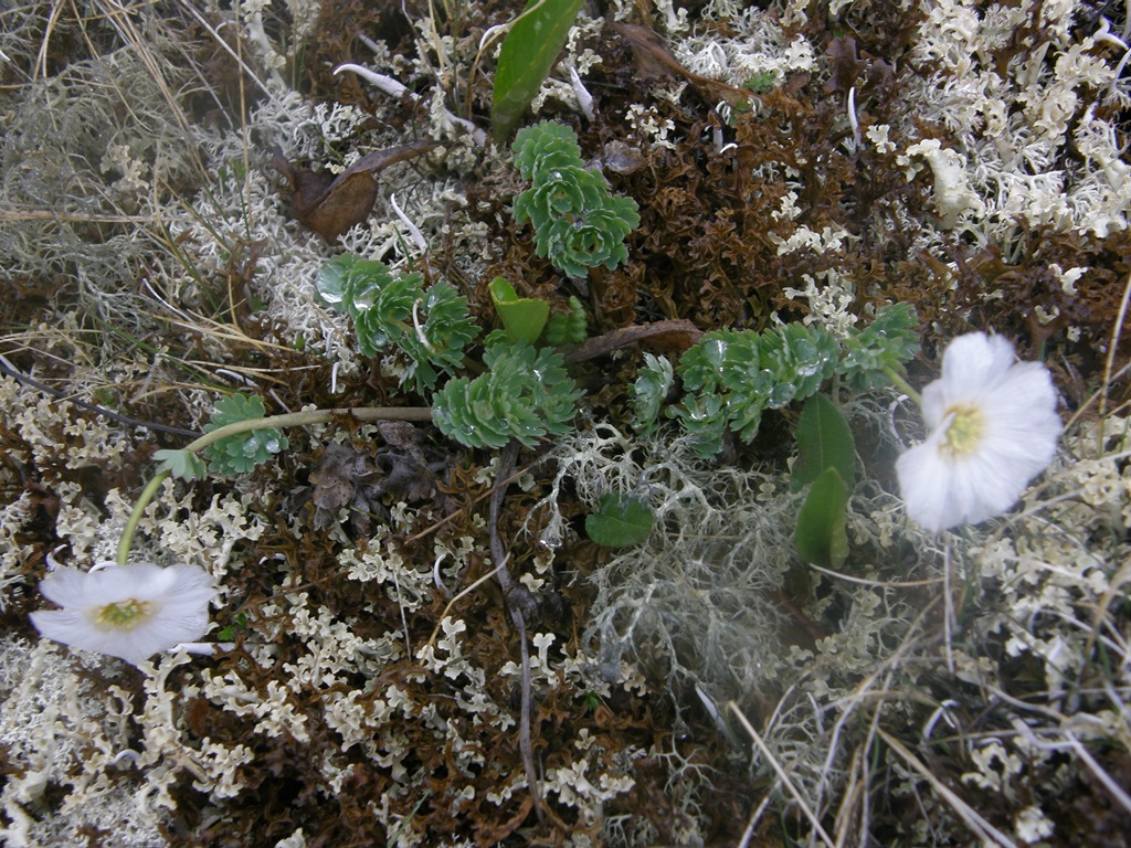 Изображение особи Callianthemum sajanense.