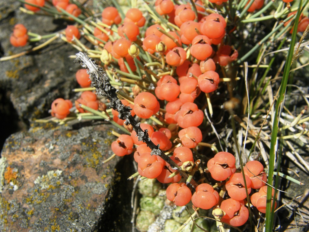 Изображение особи Ephedra dahurica.