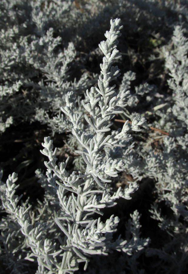 Image of Artemisia lercheana specimen.