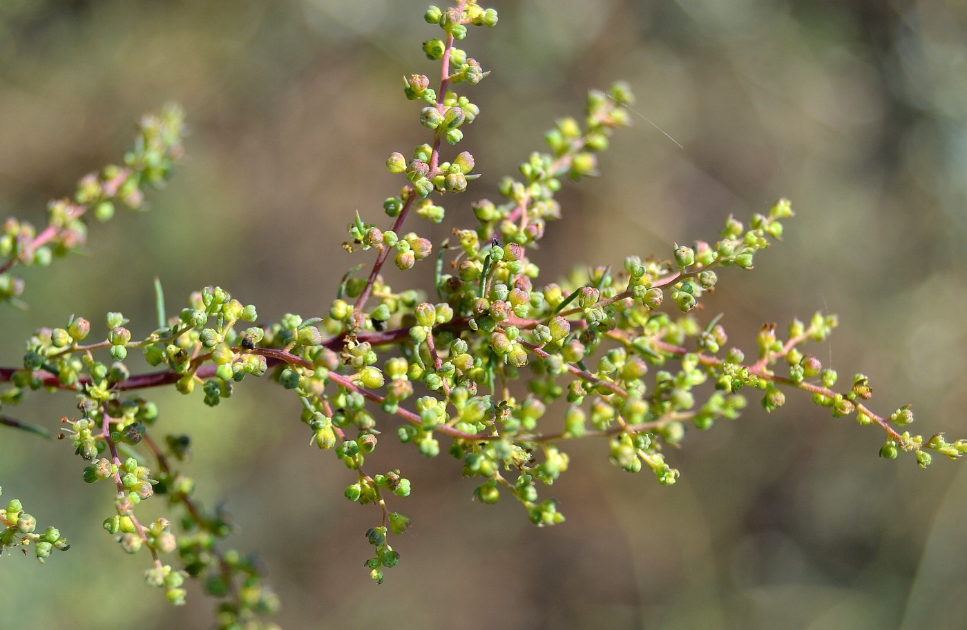 Image of Suaeda altissima specimen.