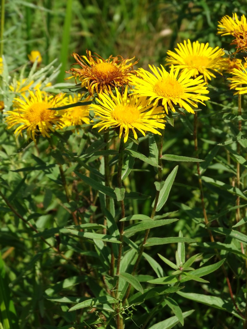 Изображение особи Inula salicina.