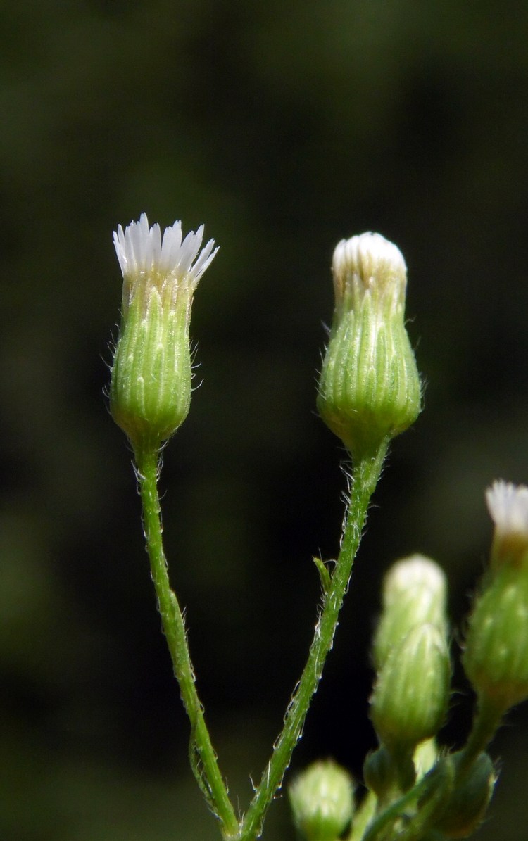 Image of Conyza canadensis specimen.