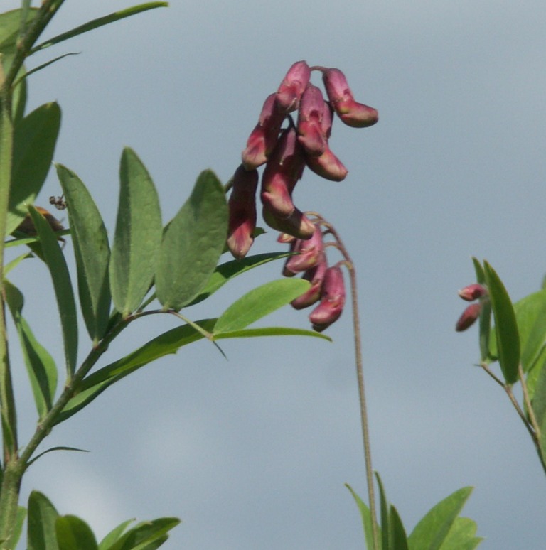 Image of Lathyrus niger specimen.