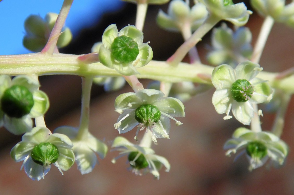 Изображение особи Phytolacca americana.