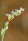 Panicum turgidum. Соцветие. Израиль, г. Эйлат, территория гостиницы \"Орхидея\", газон, сорное. 12.10.2016.