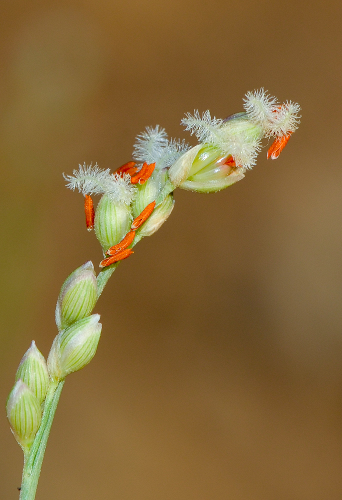 Изображение особи Panicum turgidum.