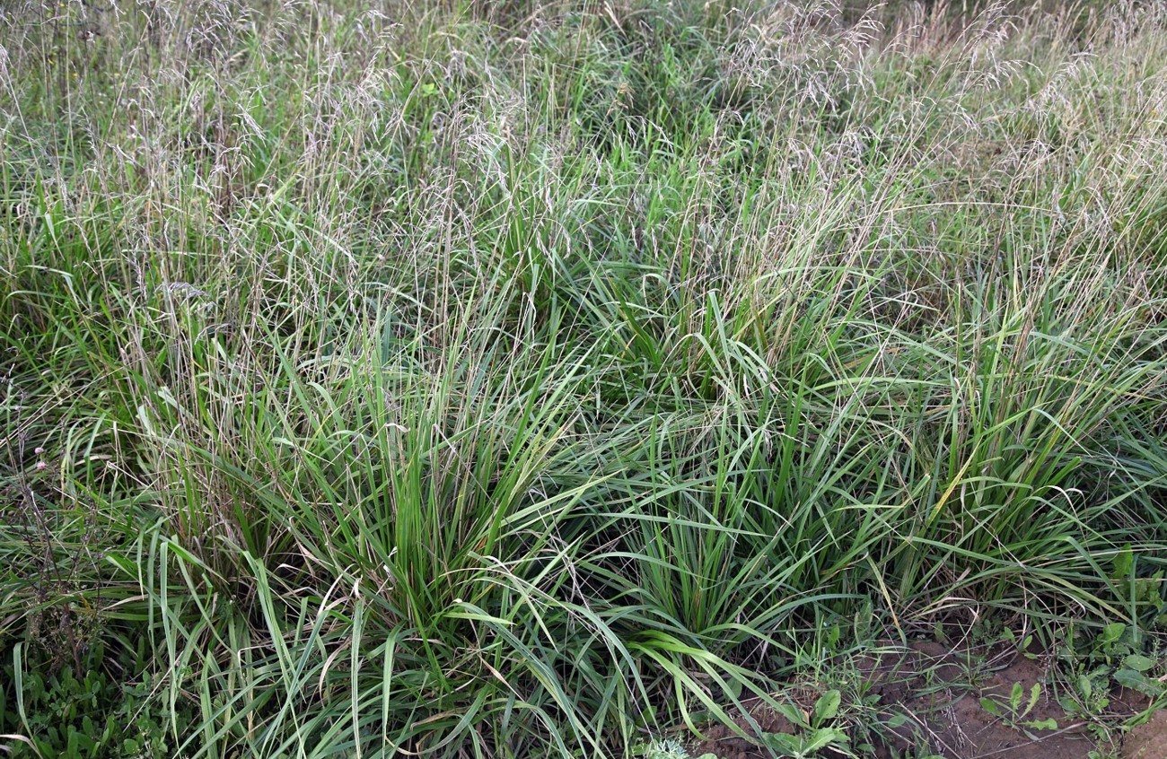 Image of Festuca arundinacea specimen.