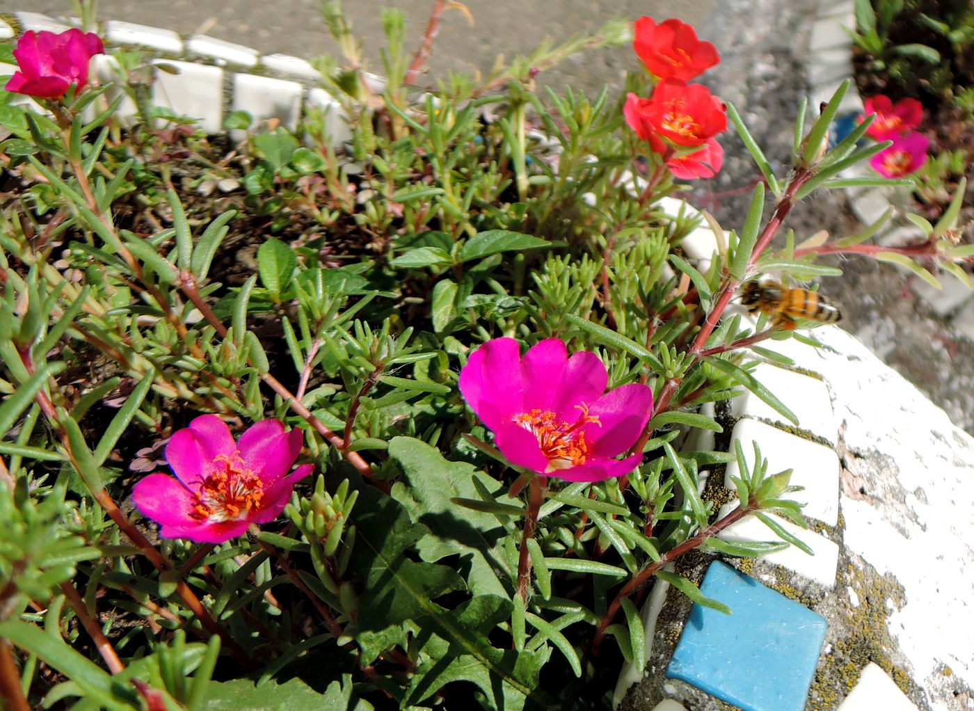 Изображение особи Portulaca grandiflora.