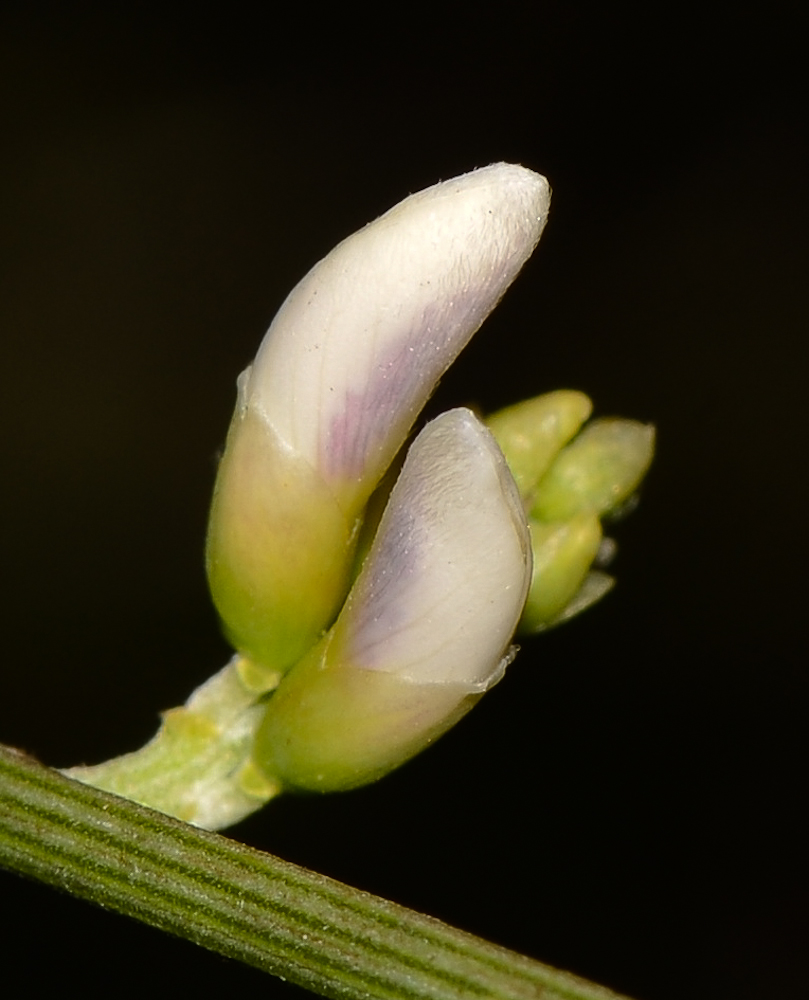 Image of Retama raetam specimen.