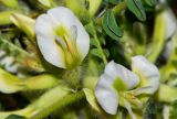 Astragalus aleppicus