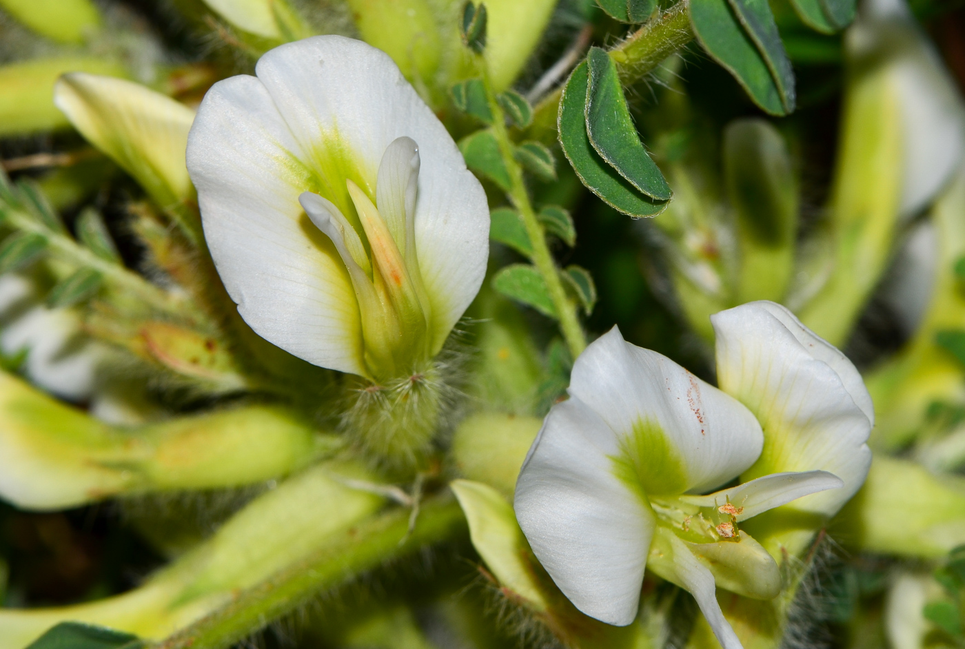 Изображение особи Astragalus aleppicus.