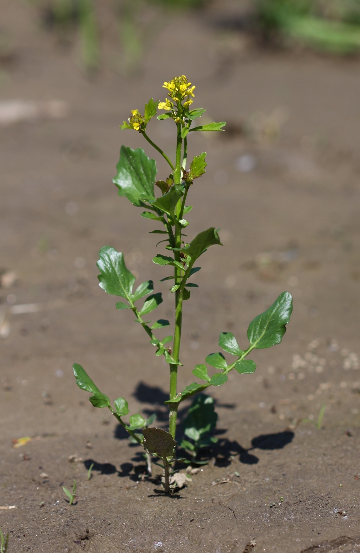 Image of Barbarea orthoceras specimen.