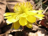 Adonis amurensis