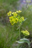 Bupleurum longifolium subspecies aureum. Верхушка цветущего растения. Республика Алтай, Шебалинский р-н, окр. с. Камлак, правый борт долины р. Сема, сосновый лес. 08.06.2016.