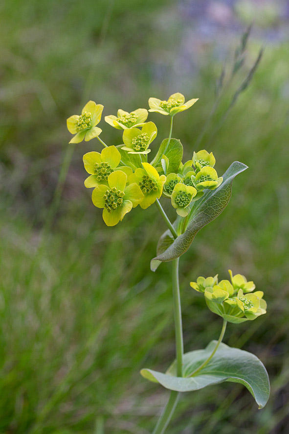 Image of Bupleurum longifolium ssp. aureum specimen.