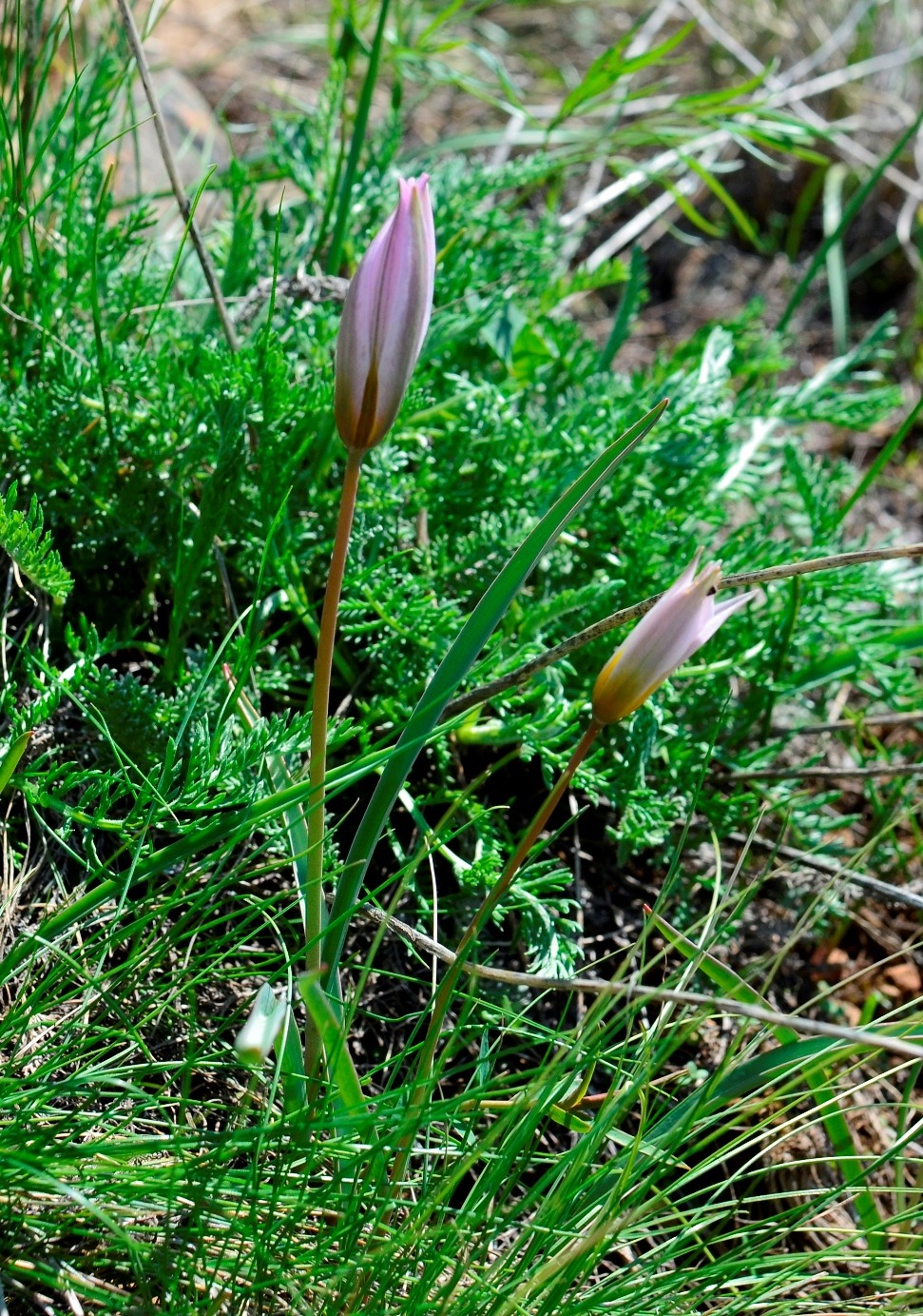 Image of Tulipa patens specimen.