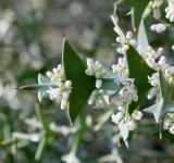 Colletia paradoxa. Ветвь с цветками. Крым, Никитский ботанический сад, в культуре. 09.10.2016.