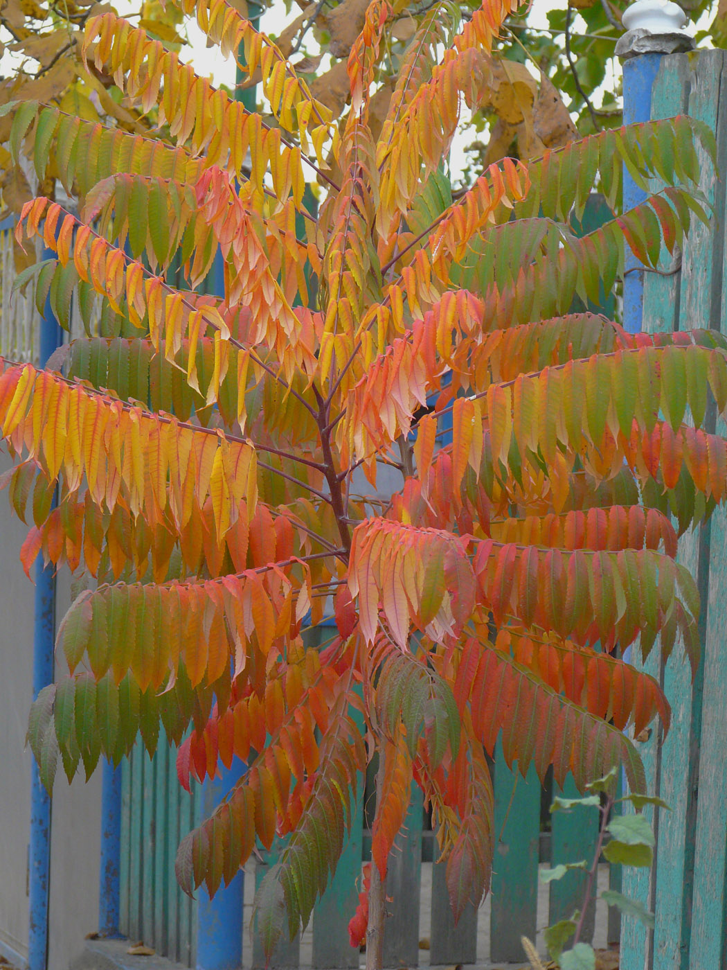 Image of Rhus glabra specimen.