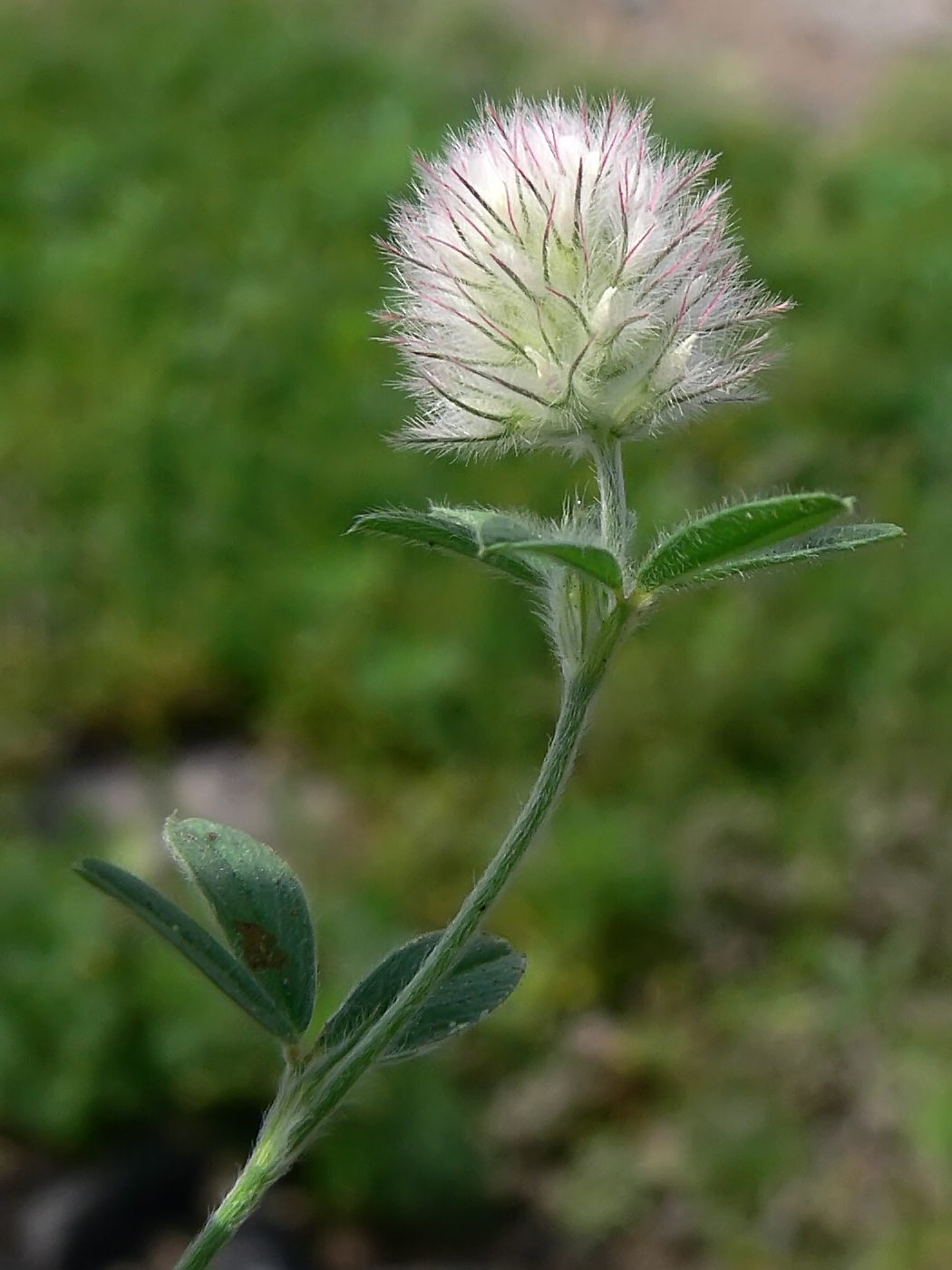 Изображение особи Trifolium arvense.