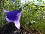 Platycodon grandiflorus. Верхушки побегов с цветком и бутоном. Амурская обл., Бурейский р-н, окр. с. Виноградовка, обочина дороги в дубовом лесу. 15.07.2016.