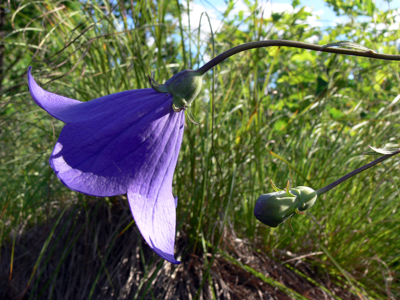 Изображение особи Platycodon grandiflorus.