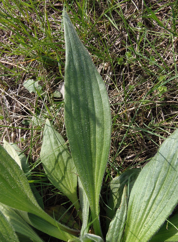 Изображение особи Plantago urvillei.